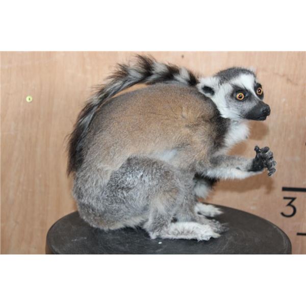 *TEXAS RESIDENTS ONLY* Life-sized Freestanding Ring-tailed LEMUR