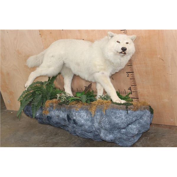 *Rarely Seen* Life-sized ARTIC WOLF on a Rocky Wall Hanging Base