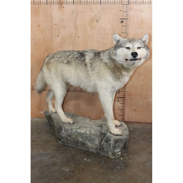 Big Life-sized GREY WOLF on a Rocky Base