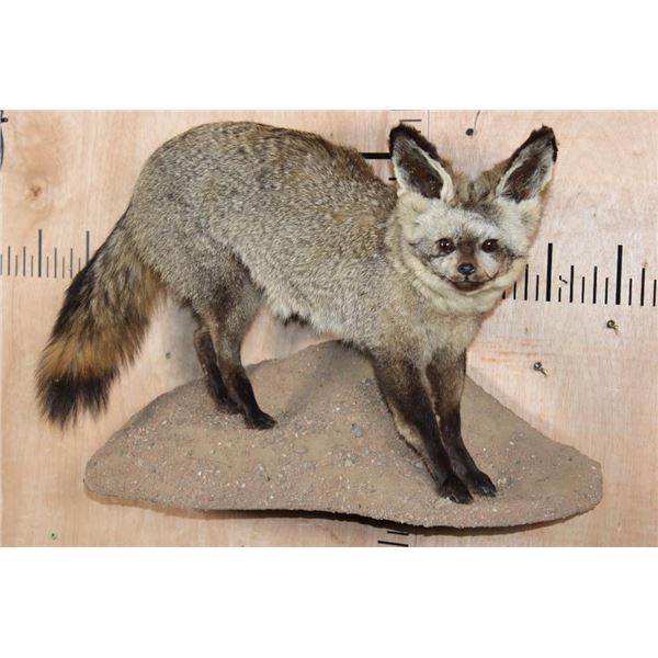 Life-sized BAT-EARED FOX on a Wall Hanging Base