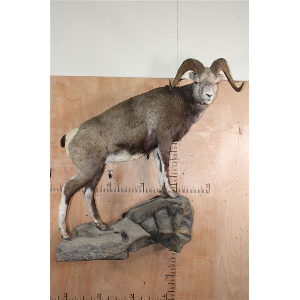 Life-sized STONE SHEEP Ram on a Lightweight Rocky Wall Hanging Base