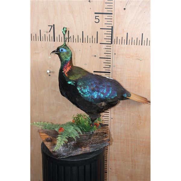 IMPEYAN PHEASANT or "HIMALAYAN MONAL" on a Decorative Wood Log