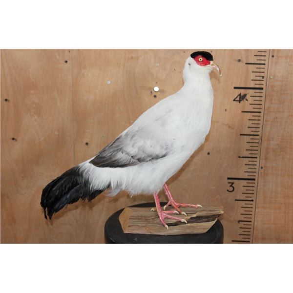 WHITE EARED-PHEASANT Mounted on a Natural Wood  Base