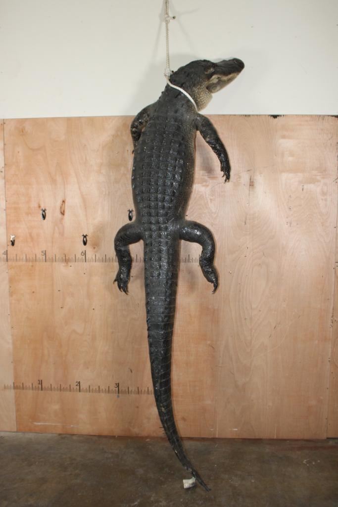 XL Life-sized 