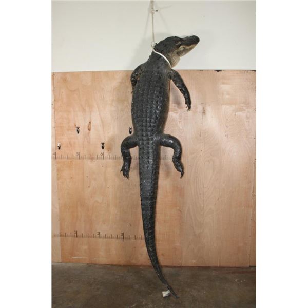 XL Life-sized "Dead" ALLIGATOR with a Rope Hanger