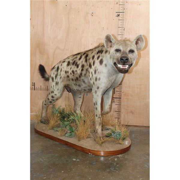 Big Life-sized HYENA on a Decorative Base