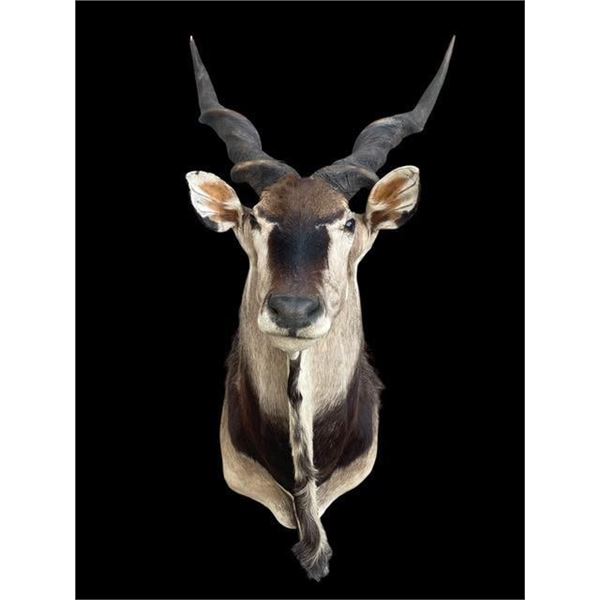 *Rare* Huge LORD DERBY ELAND Shoulder Mount