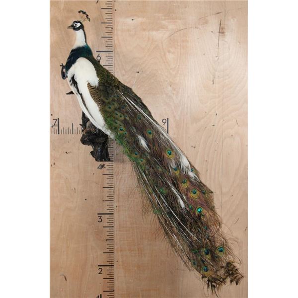*Very Rarely Seen* Life-sized PIEBALD PEACOCK Perched on a Log