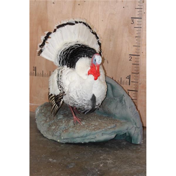 Life-sized Strutting ROYAL PALM TURKEY on a Foam Base