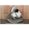 Image 2 : Life-sized Strutting ROYAL PALM TURKEY on a Foam Base