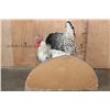 Image 8 : Life-sized Strutting ROYAL PALM TURKEY on a Foam Base