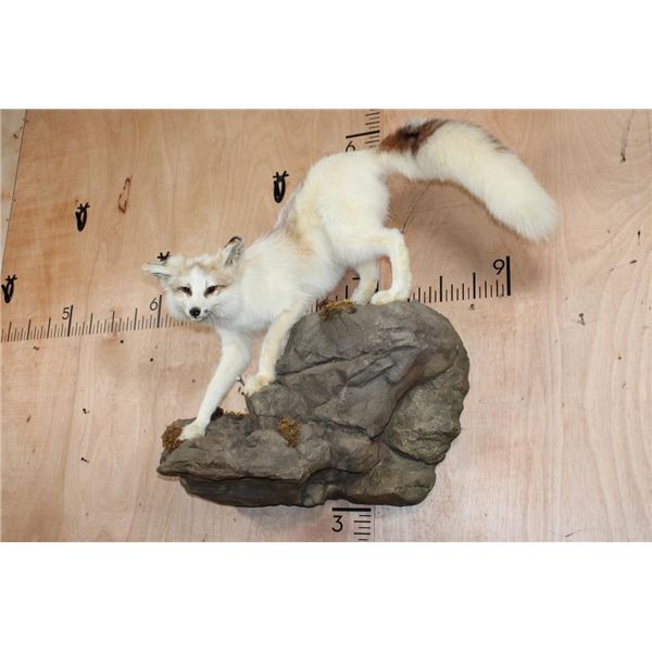 Life-sized ARCTIC MARBLE FOX on a Rock Wall Hanging Base