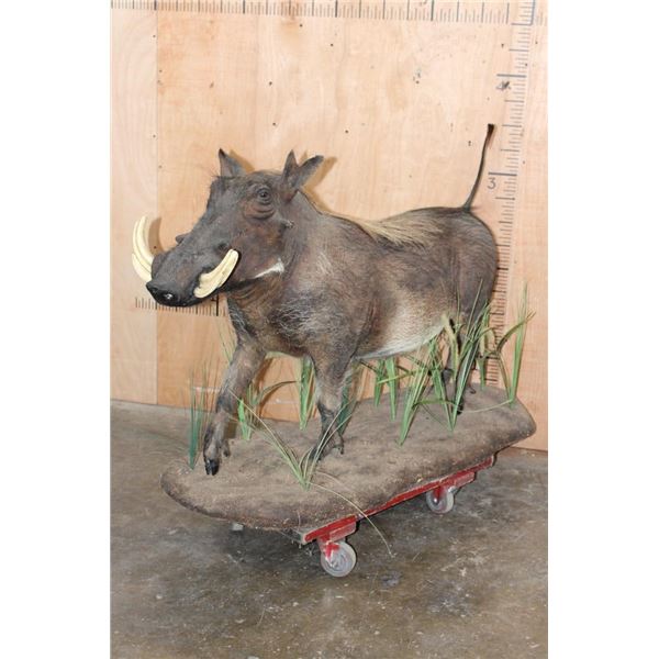 Life-sized WARTHOG with Reproduction Tusks on a Decorative Base