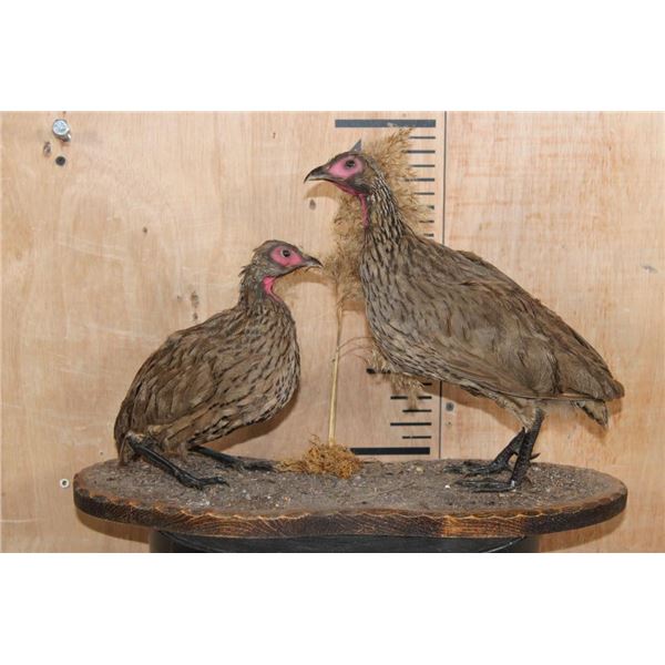 2 SWAINSON'S SPURFOWL or "SWAINSON'S FRANCOLIN" Birds on a Rustic Wood Base