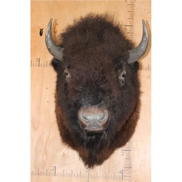XL BUFFALO or BISON Shoulder Mount