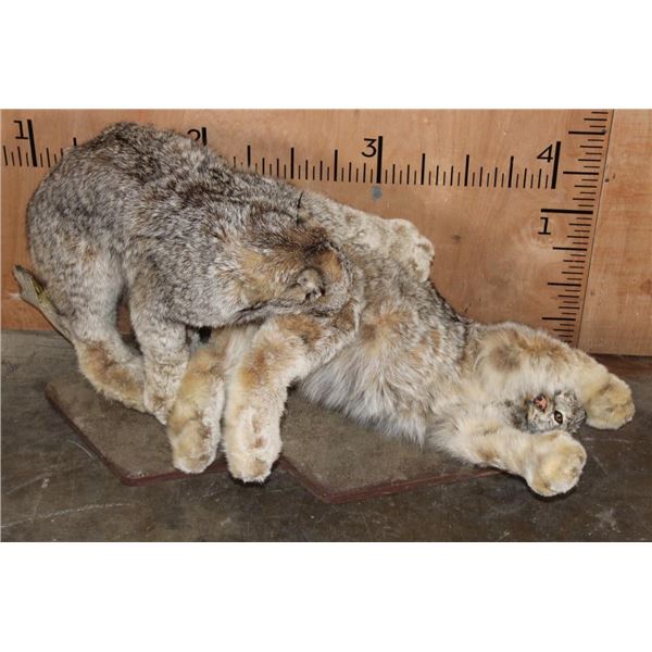 2 Playful Life-sized ALASKAN LYNX on a Wood Base