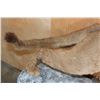 Image 10 : Life-sized MOUNTAIN LION or COUGAR on a Rocky Wall Hanging Base