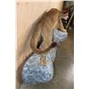 Image 11 : Life-sized MOUNTAIN LION or COUGAR on a Rocky Wall Hanging Base