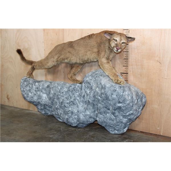 Life-sized MOUNTAIN LION or COUGAR on a Rocky Wall Hanging Base