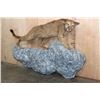 Image 1 : Life-sized MOUNTAIN LION or COUGAR on a Rocky Wall Hanging Base
