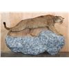 Image 2 : Life-sized MOUNTAIN LION or COUGAR on a Rocky Wall Hanging Base
