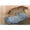 Image 3 : Life-sized MOUNTAIN LION or COUGAR on a Rocky Wall Hanging Base