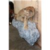 Image 4 : Life-sized MOUNTAIN LION or COUGAR on a Rocky Wall Hanging Base