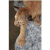 Image 5 : Life-sized MOUNTAIN LION or COUGAR on a Rocky Wall Hanging Base