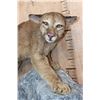 Image 6 : Life-sized MOUNTAIN LION or COUGAR on a Rocky Wall Hanging Base