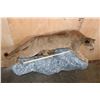 Image 7 : Life-sized MOUNTAIN LION or COUGAR on a Rocky Wall Hanging Base