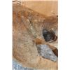 Image 8 : Life-sized MOUNTAIN LION or COUGAR on a Rocky Wall Hanging Base