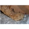 Image 9 : Life-sized MOUNTAIN LION or COUGAR on a Rocky Wall Hanging Base
