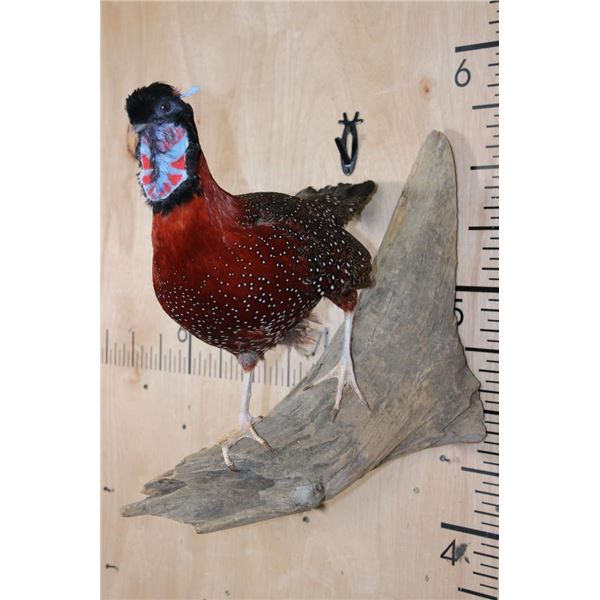 SATYR TRAGOPAN or "Crimson Horned Pheasant" Bird Mounted on a Natural Wood Base