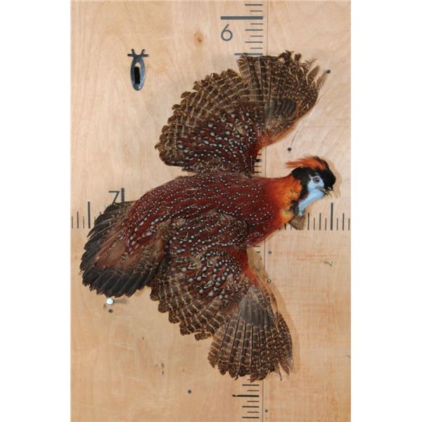Life-sized Flying TEMMINCK'S TRAGOPAN PHEASANT