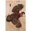 Image 1 : Life-sized Flying TEMMINCK'S TRAGOPAN PHEASANT