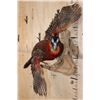 Image 2 : Life-sized Flying TEMMINCK'S TRAGOPAN PHEASANT