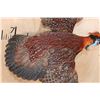 Image 6 : Life-sized Flying TEMMINCK'S TRAGOPAN PHEASANT