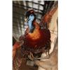 Image 9 : Life-sized Flying TEMMINCK'S TRAGOPAN PHEASANT