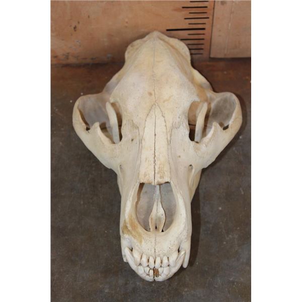 XXL BROWN BEAR or GRIZZLY BEAR Skull
