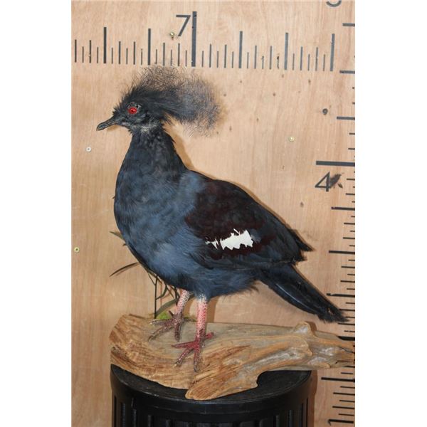 VICTORIA CROWNED PIGEON on a Natural Wood Base