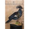 Image 2 : VICTORIA CROWNED PIGEON on a Natural Wood Base