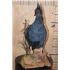 Image 4 : VICTORIA CROWNED PIGEON on a Natural Wood Base