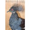 Image 5 : VICTORIA CROWNED PIGEON on a Natural Wood Base