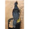 Image 6 : VICTORIA CROWNED PIGEON on a Natural Wood Base