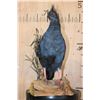 Image 7 : VICTORIA CROWNED PIGEON on a Natural Wood Base