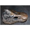 Image 5 : Big Hand-carved and Polished SODALITE-SYENITE Tyrannosaurus Rex SKULL