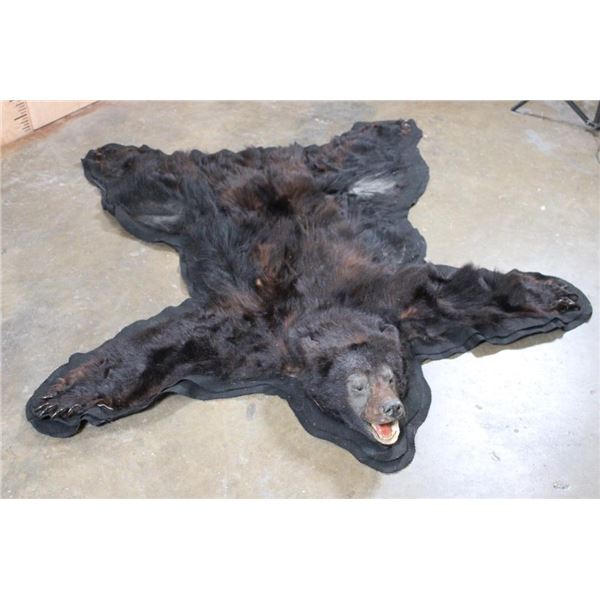 BLACK BEAR Rug or BLACK BEAR Hide with its Mounted Head and All its Claws