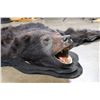 Image 3 : BLACK BEAR Rug or BLACK BEAR Hide with its Mounted Head and All its Claws