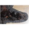Image 6 : BLACK BEAR Rug or BLACK BEAR Hide with its Mounted Head and All its Claws