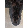 Image 7 : BLACK BEAR Rug or BLACK BEAR Hide with its Mounted Head and All its Claws